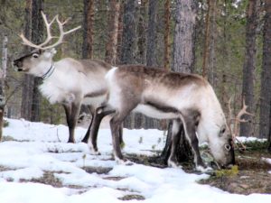 Two reindeers grazing in winter time